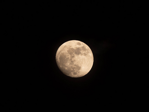 Désinsectisation dératisation Tassin-la-Demi-Lune